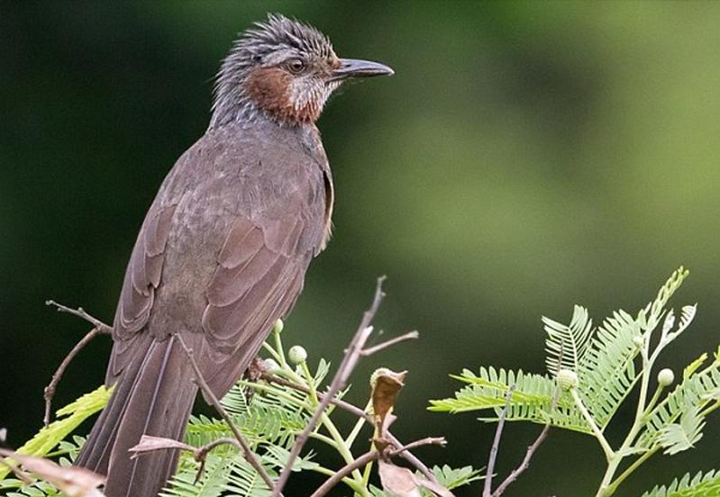 东江揽胜,惠州淡水常见鸟类图谱