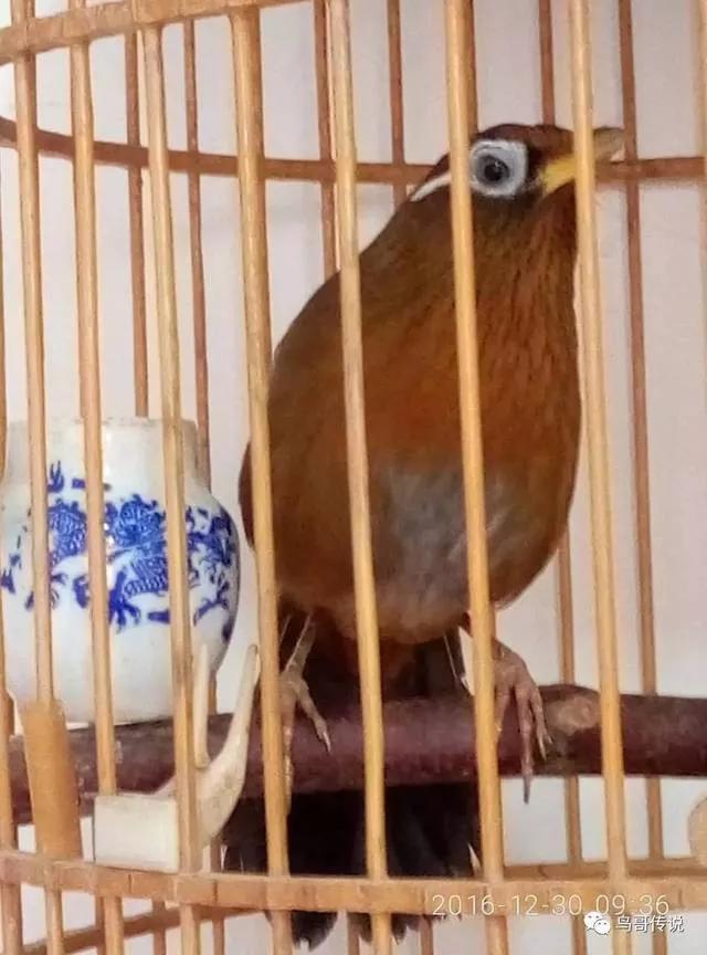 上海画眉鸟斗鸟,上海历年来的画眉鸟斗鸟图片