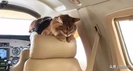 猫咪航空托运全面解析铲屎官必看,八大航空公司针对托运猫咪要求