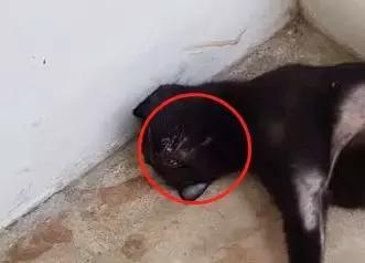 黑猫死后会发生哪些事,黑猫死亡真实事件