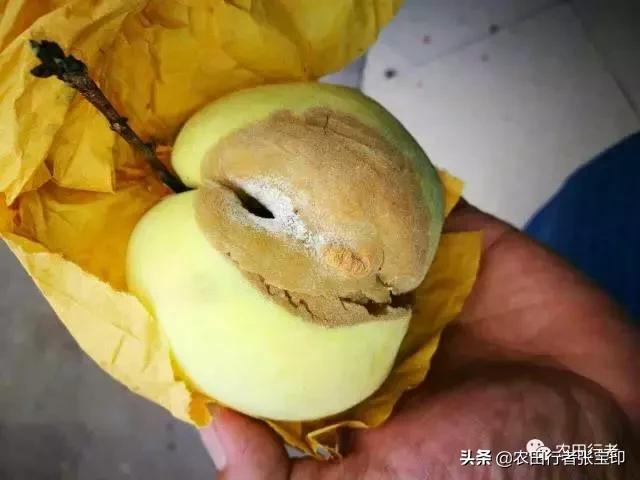 水蜜桃桃核开裂是什么原因,水蜜桃桃核开裂为哪般