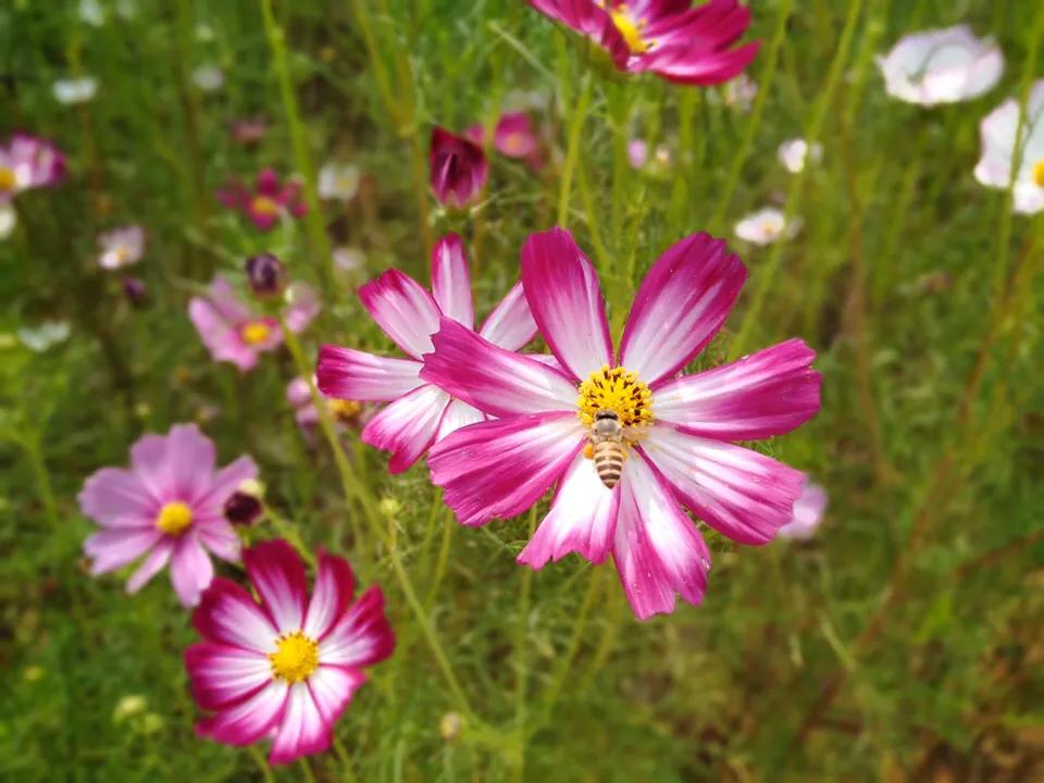 美林湖花海门票,美林花海