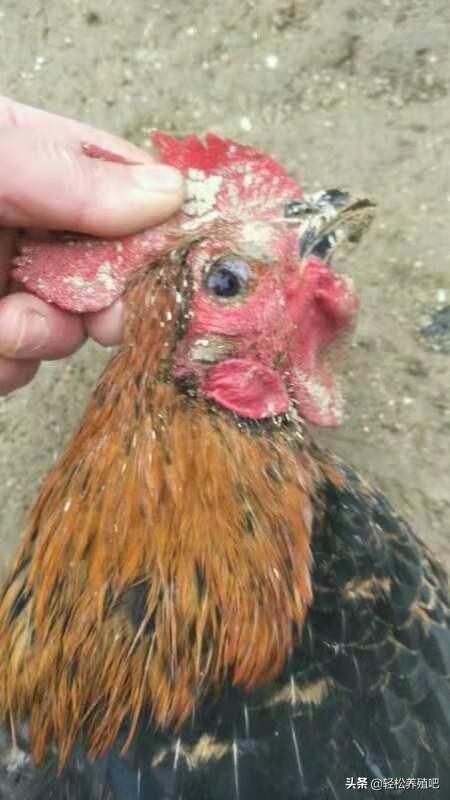 【全网最全】引起鸡群呼吸道病的最佳解决方法