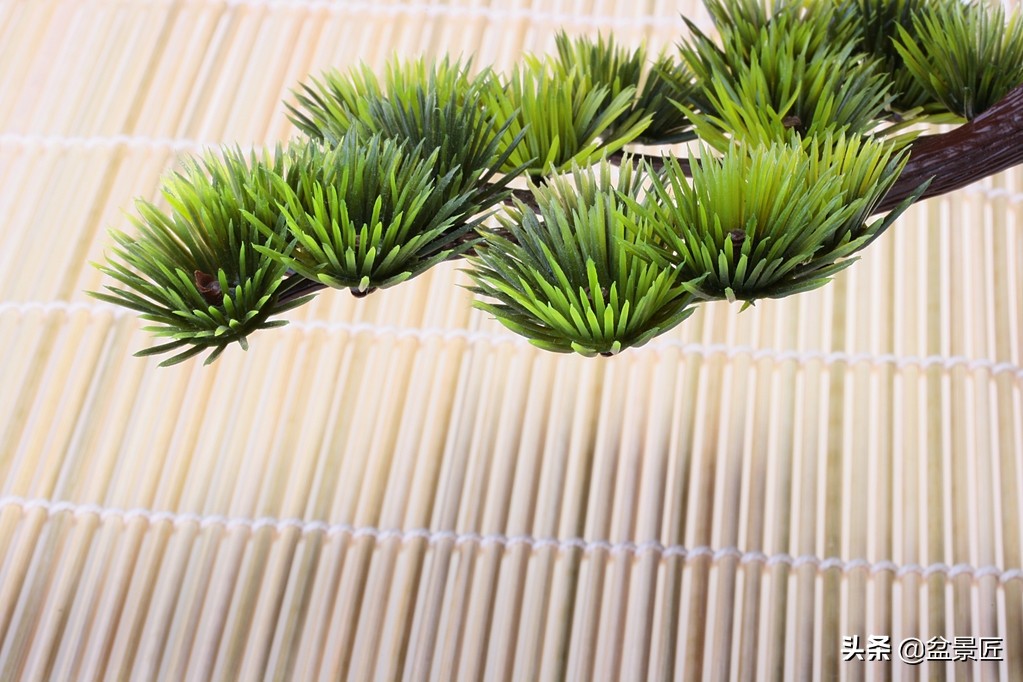 雀梅老桩小盆景枝叶干枯如何挽救,雀梅盆景为何容易失枝如何补救