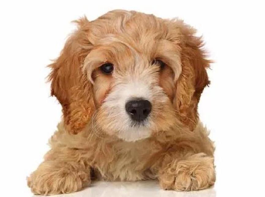 串串狗是什么犬种,串串狗到底是什么犬种