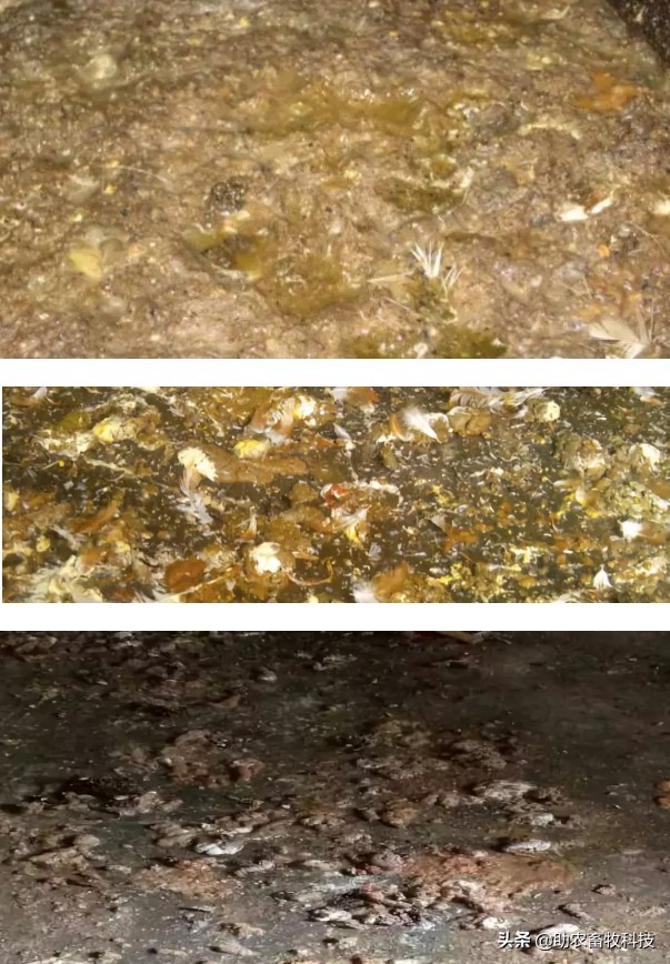 鸡粪除臭味,鸡粪臭气处理方法