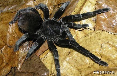 蜘蛛爬宠新人关注事项,刚买过来的宠物蜘蛛应该怎么养