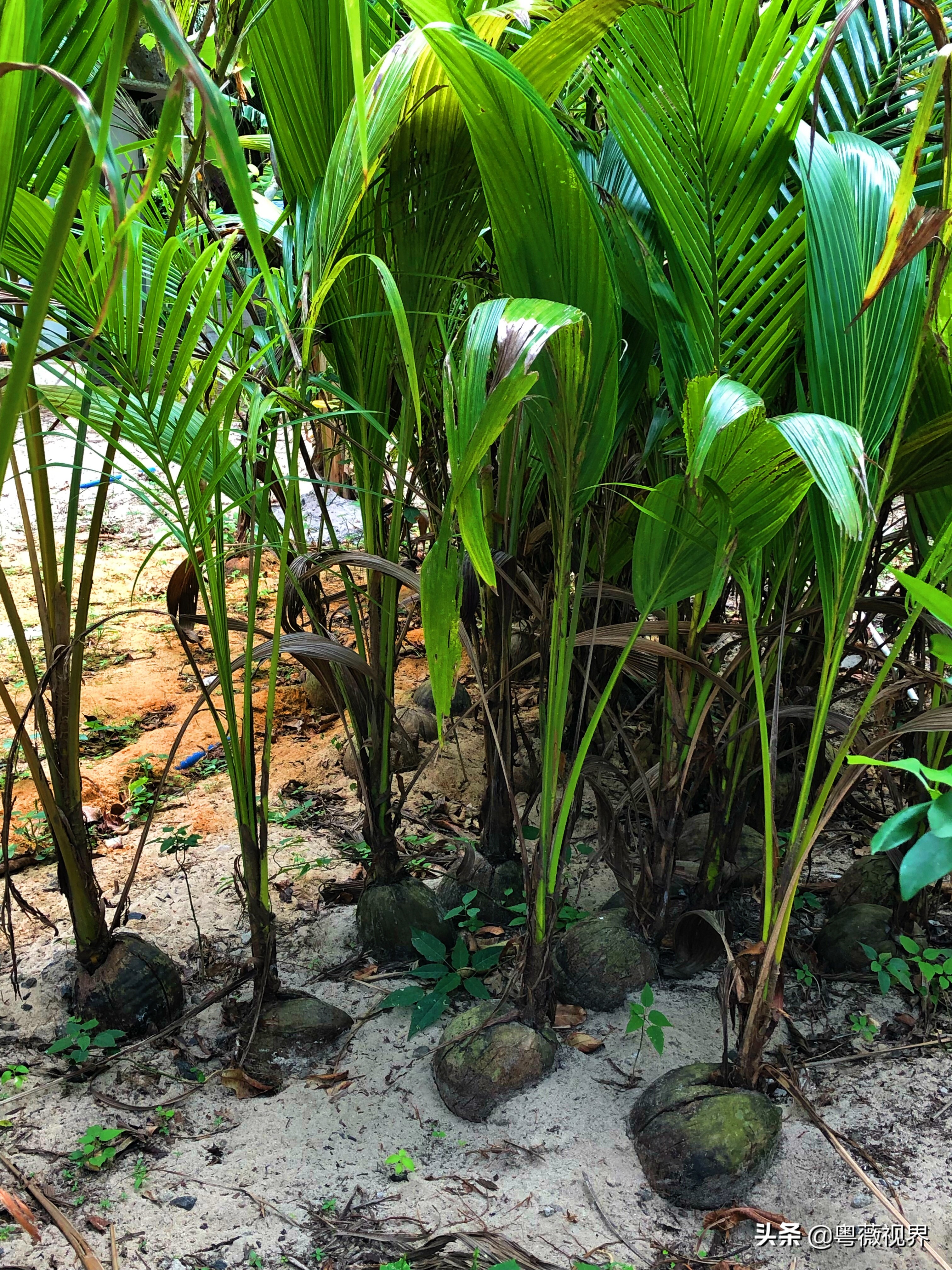 海南岛文昌自驾游攻略,海南文昌椰林湾自驾游攻略