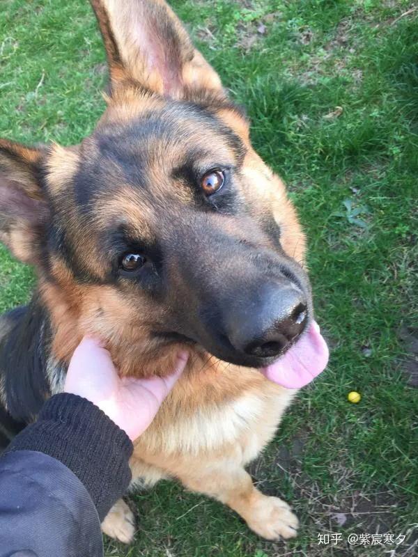 世界各国大型猛犬排名,世界各国猛犬排名