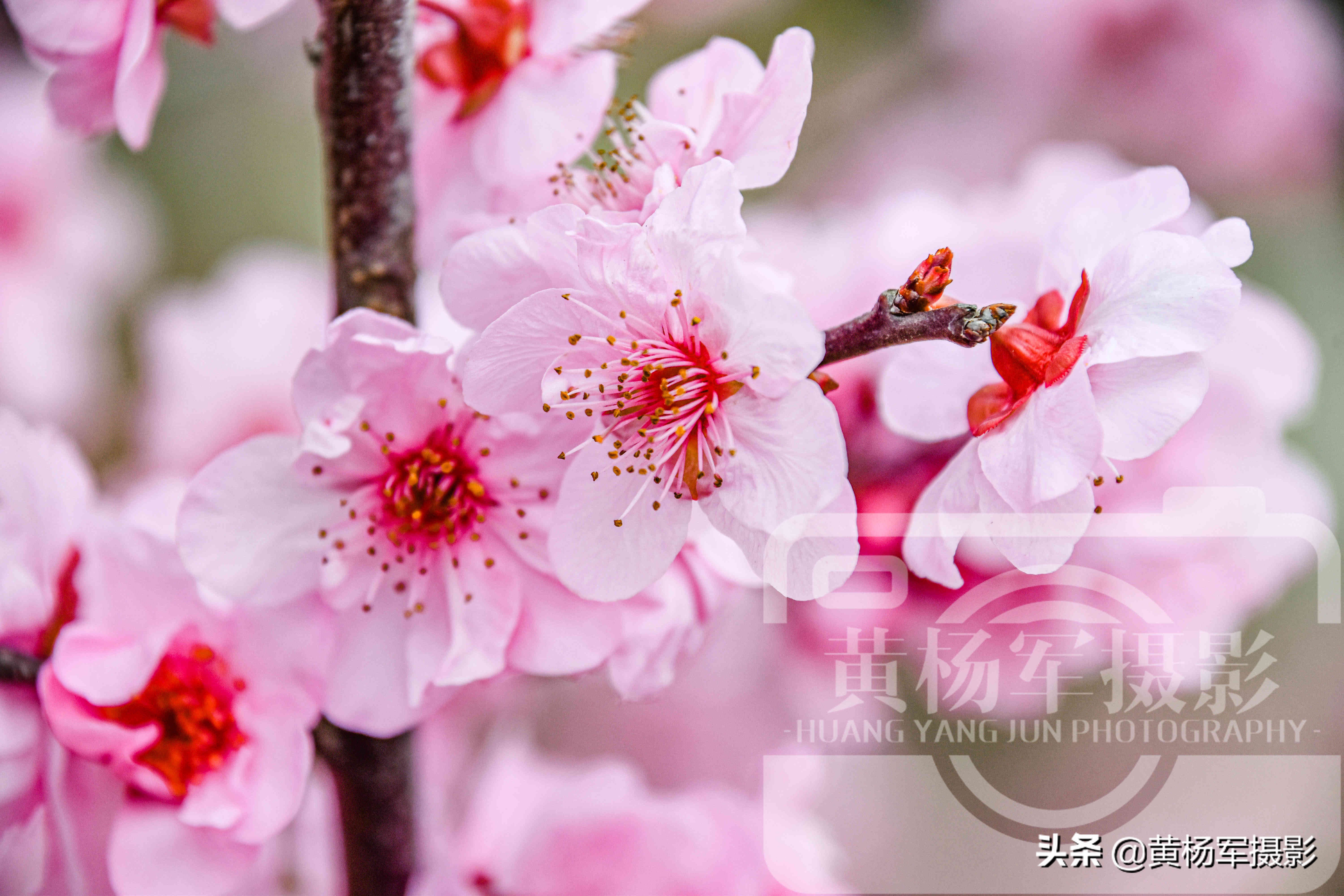 美丽的腊梅梅花,雪天赏梅娇艳的梅花