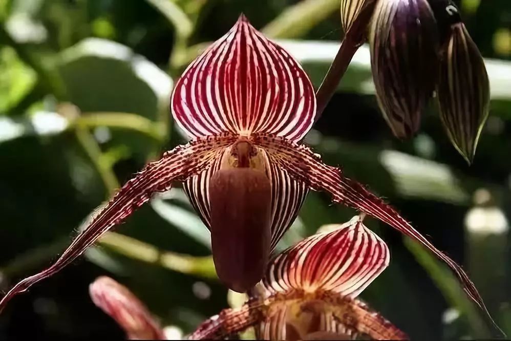 世界十大漂亮名贵花卉,植物研究世界名贵花卉