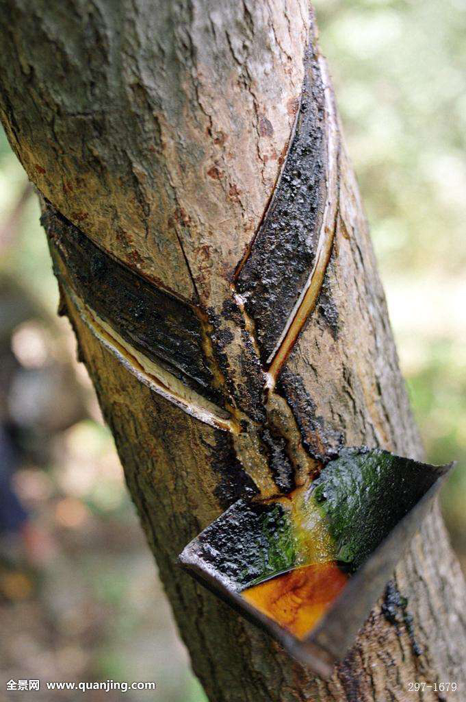 中药材干漆是油漆么,中药材干漆是不是三七