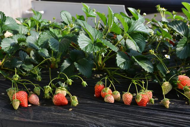 草莓蚜虫怎么治,草莓大棚蚜虫怎么处理