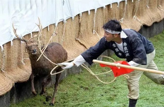 为了一群鹿而去一座城！日本奈良如何从“穷乡下”逆袭...