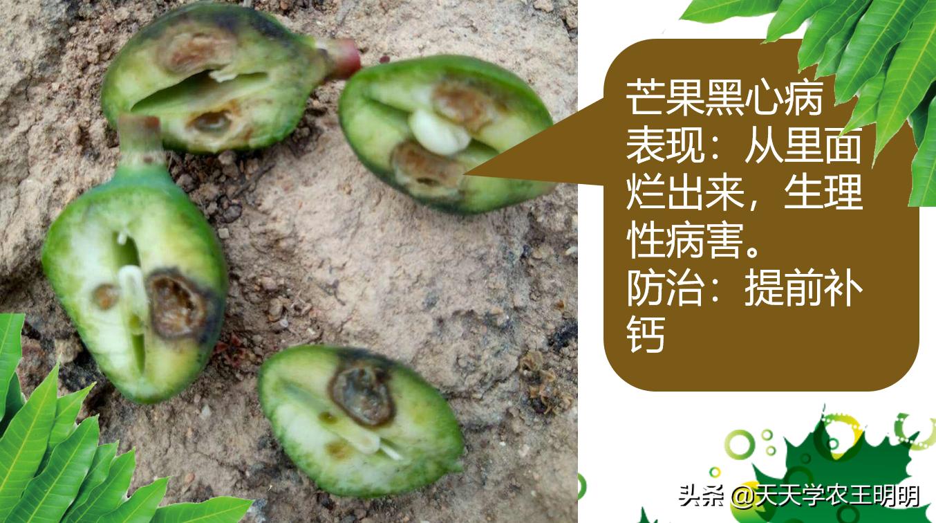 芒果炭疽用什么药,芒果炭疽