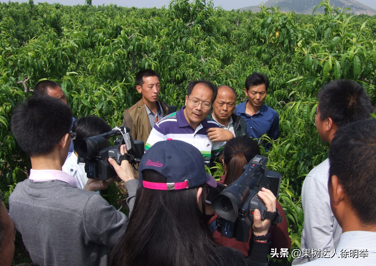 桃树修剪剪刀买什么样的,桃树整形修剪技术