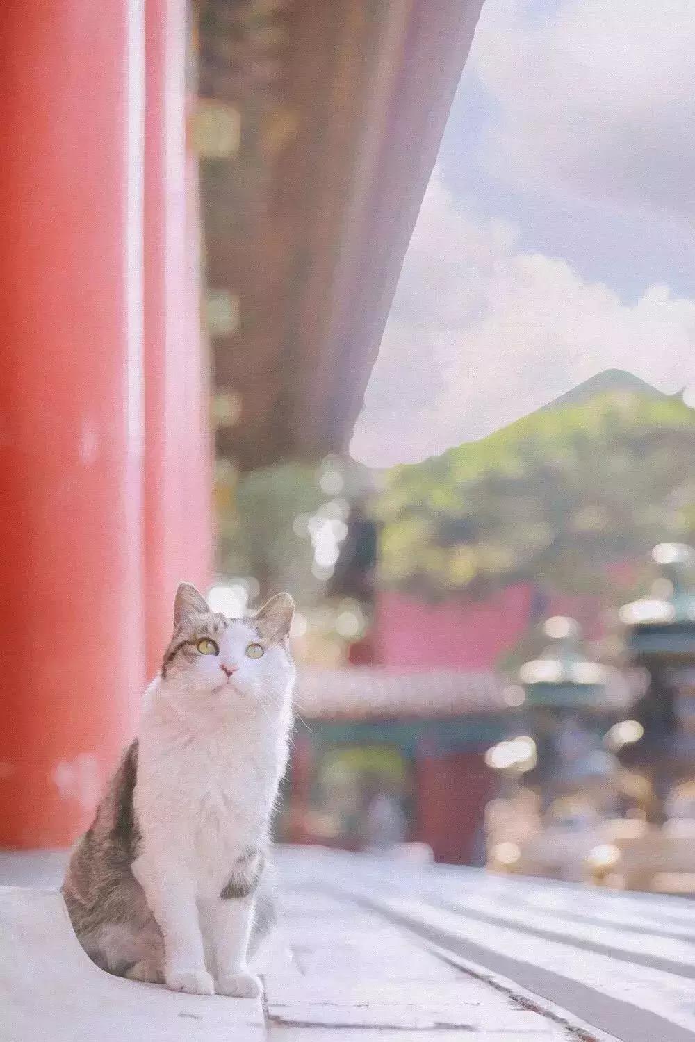 比起故宫猫，毫无颜值的西域骆驼，却在丝绸之路上火了两千多年