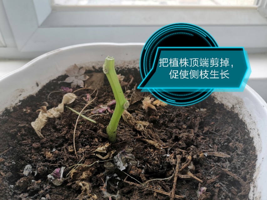 玻璃翠花怎么繁殖,玻璃翠怎么种植视频教程