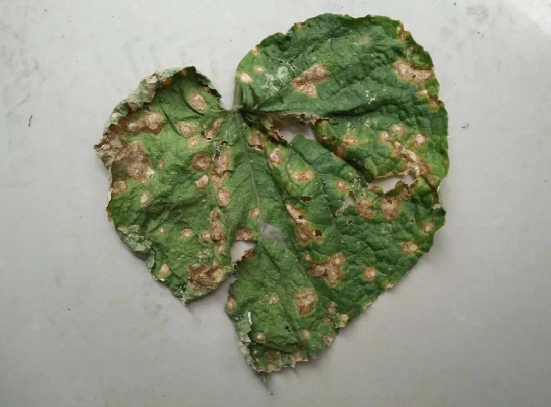 黄瓜蓟马病害图谱大全,黄瓜幼苗病害图谱