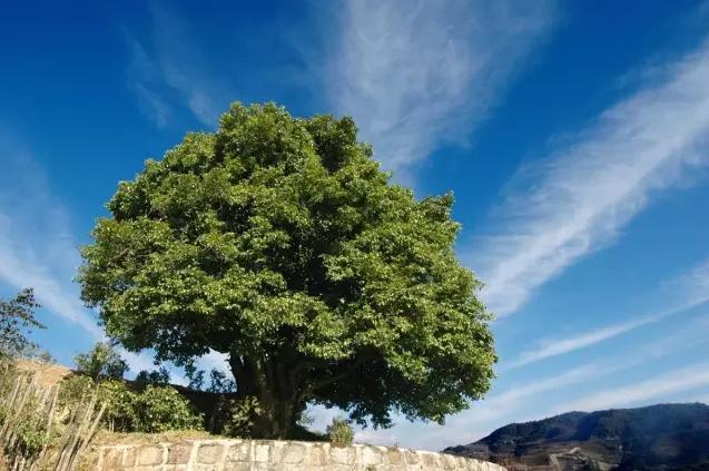 临沧普洱茶产区,临沧茶产区