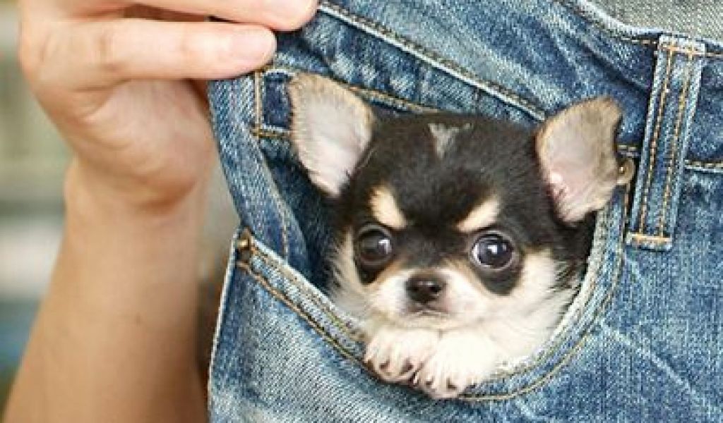 又可爱又可怕的小狗狗,茶杯犬狗狗为什么这么可爱