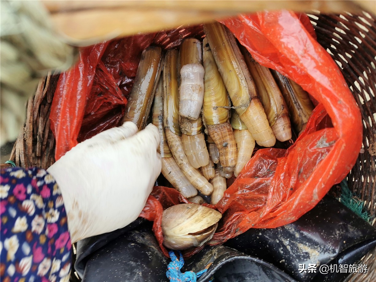 日照赶海攻略新手必看攻略,日照赶海攻略带盐