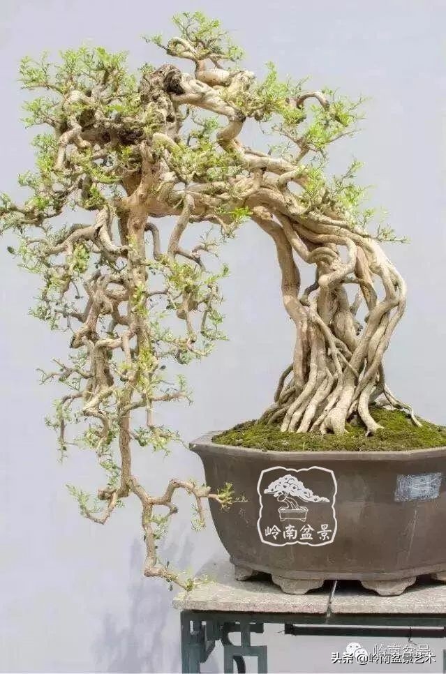 以根代杆下细上粗式盆景图片,十种适合吊着养的盆景