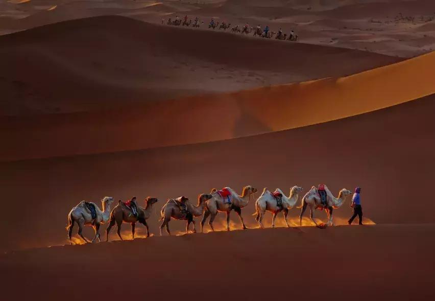 比起故宫猫，毫无颜值的西域骆驼，却在丝绸之路上火了两千多年