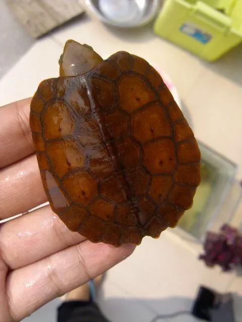 治龟最好的特效药,治疗龟病最好的中药