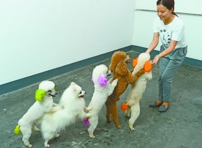 泰迪各种动作代表的意思,怎样训练泰迪做恭喜动作