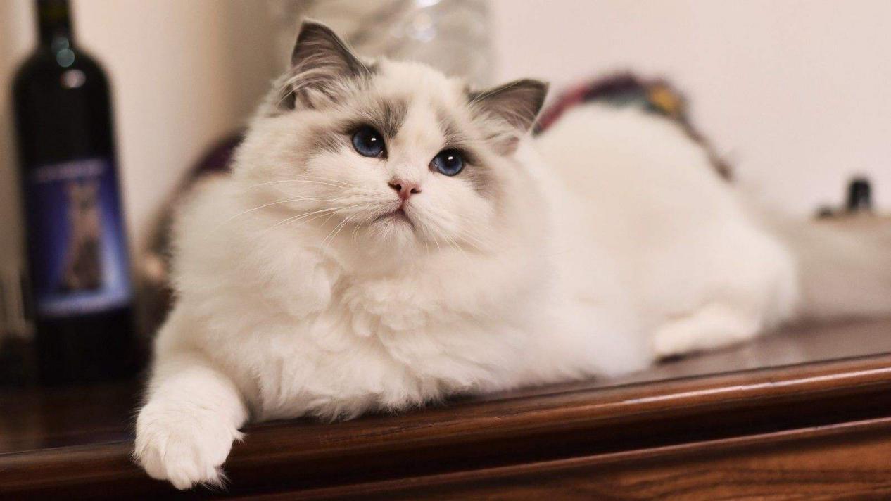 猫咪得了膀胱炎吃什么猫粮,猫咪得了膀胱炎怎么办