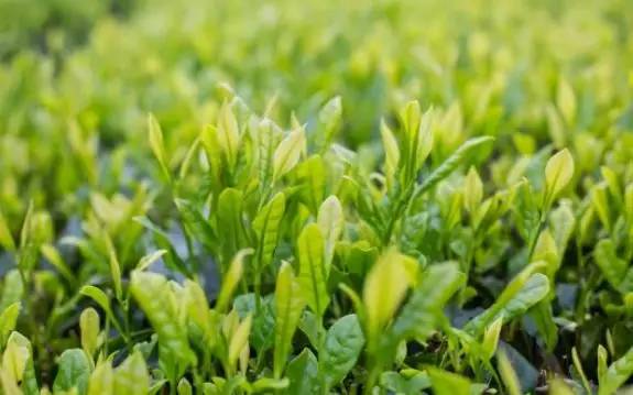 让身体越来越好的咒语,让身体恢复健康的咒语