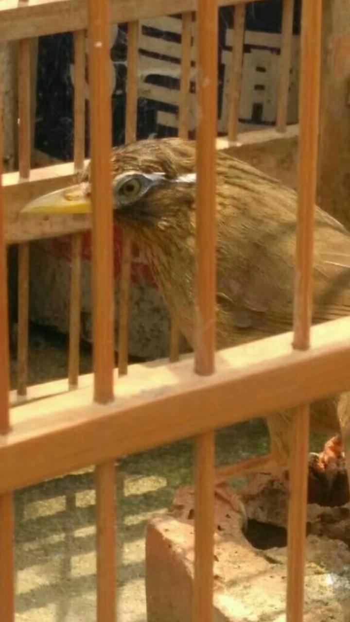 怎样让画眉鸟快速上性,怎样让画眉鸟上性