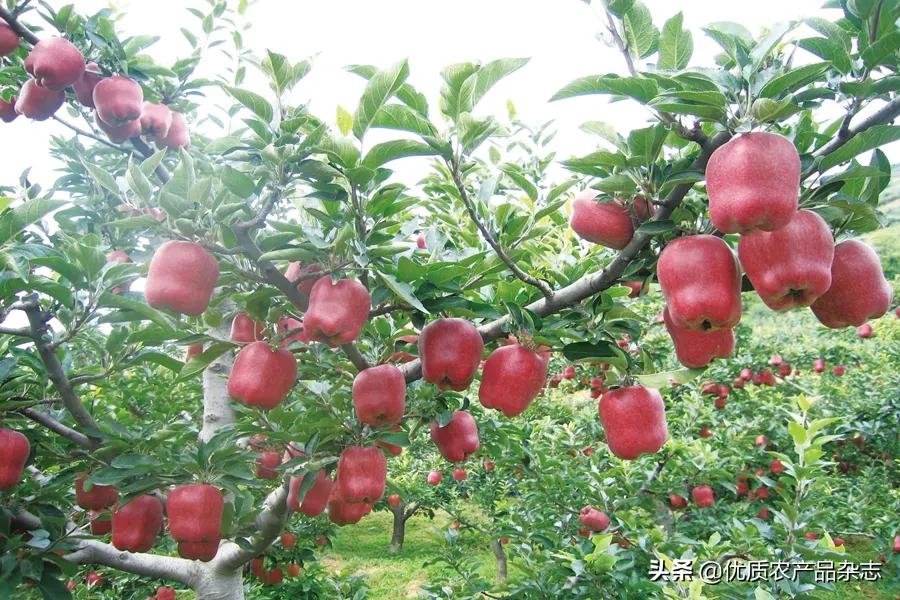 毛主席品尝后大赞，与美国蛇果、日本富士齐名，50年前闯入国际市场，品牌力量凸显产业不断壮大