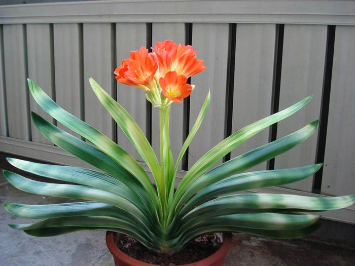 君子兰出箭了但又蔫坏了怎么办,君子兰刚打花苞怎么养护