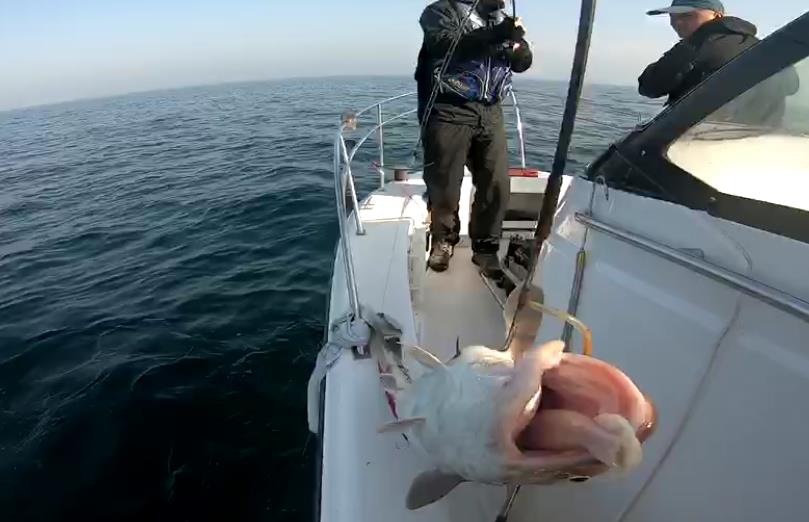 海钓趣事,海钓历险记视频大全