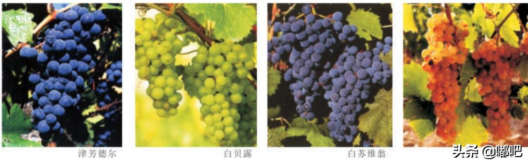 春节买葡萄酒,春节买葡萄酒需要关注哪些地方