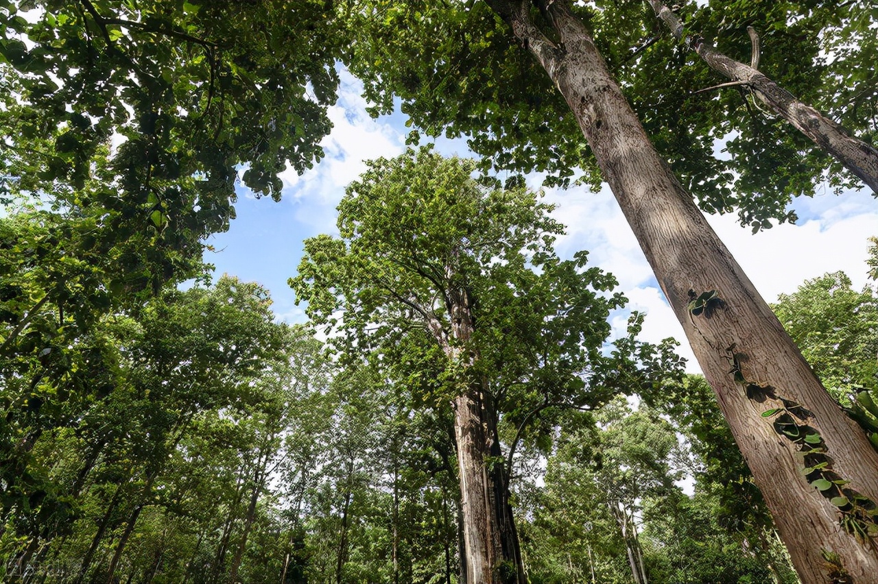 揭秘大自然柚木野生原木地板的王者之道