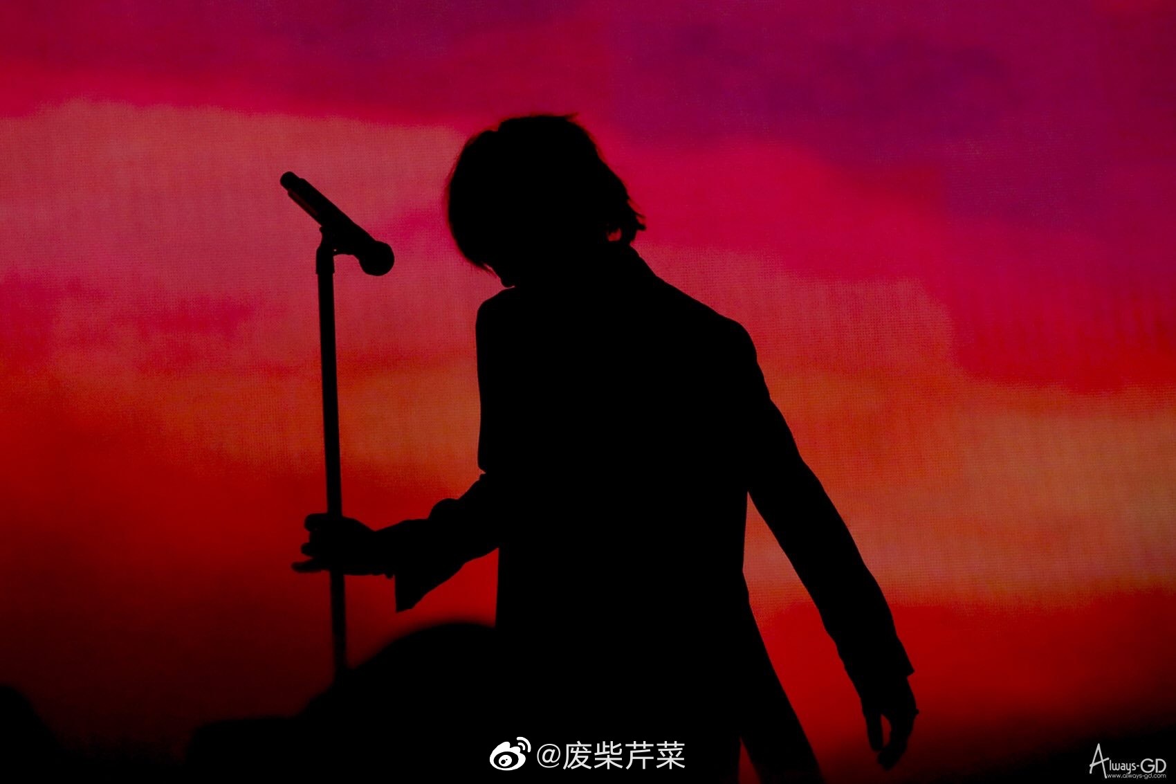 小雏菊带香味,小雏菊花果香