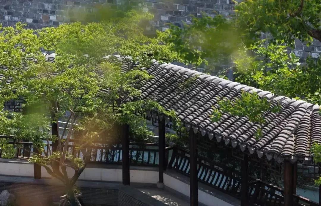 南京版“武康路”火了！藏在市区的南台巷到底有多少宝藏？