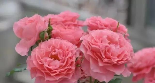 每天学习一点点花卉,100种常见玫瑰品种