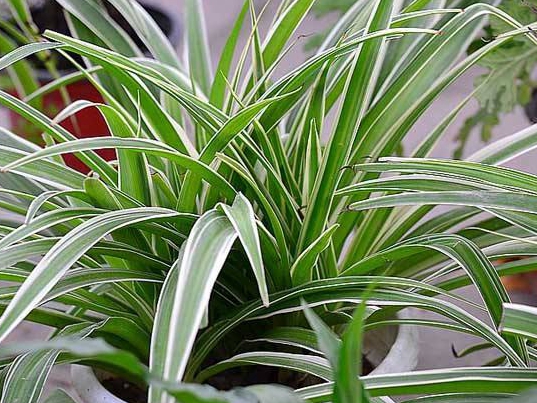 金心吊兰的养殖方法和关注事项,金心吊兰叶子根部腐烂怎么办