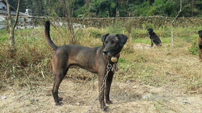 涓崕鍥涘ぇ鍚嶇寧,涓浗浜斿ぇ鐏粷鐗╃