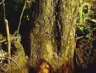 苹果树病虫害防治视频,苹果树病虫害全年防治大全