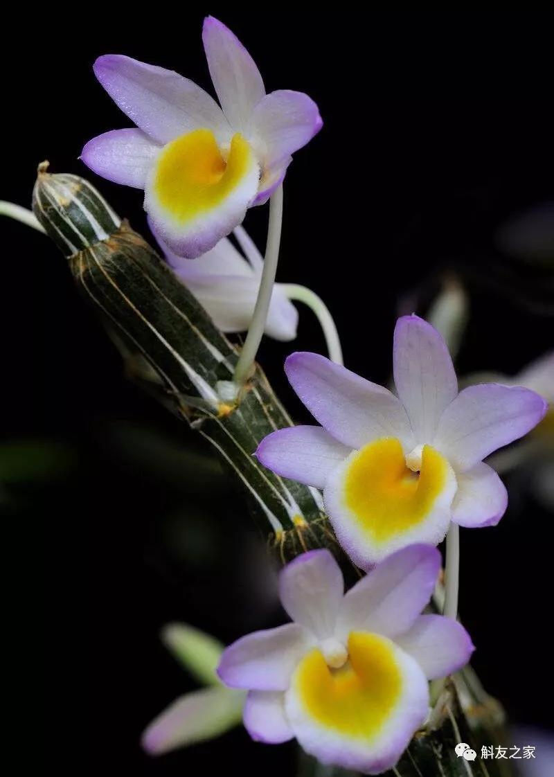 石斛兰最受不了的那种水！涨知识了