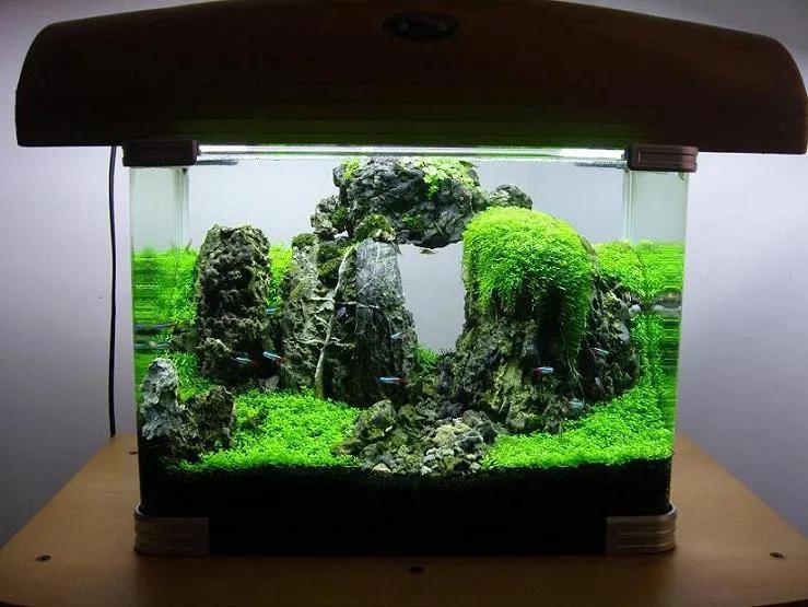 这个小缸太厉害了，佩服作者的养功