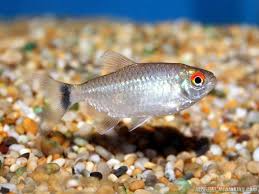 草缸灯鱼专用灯,草缸专用灯防太阳