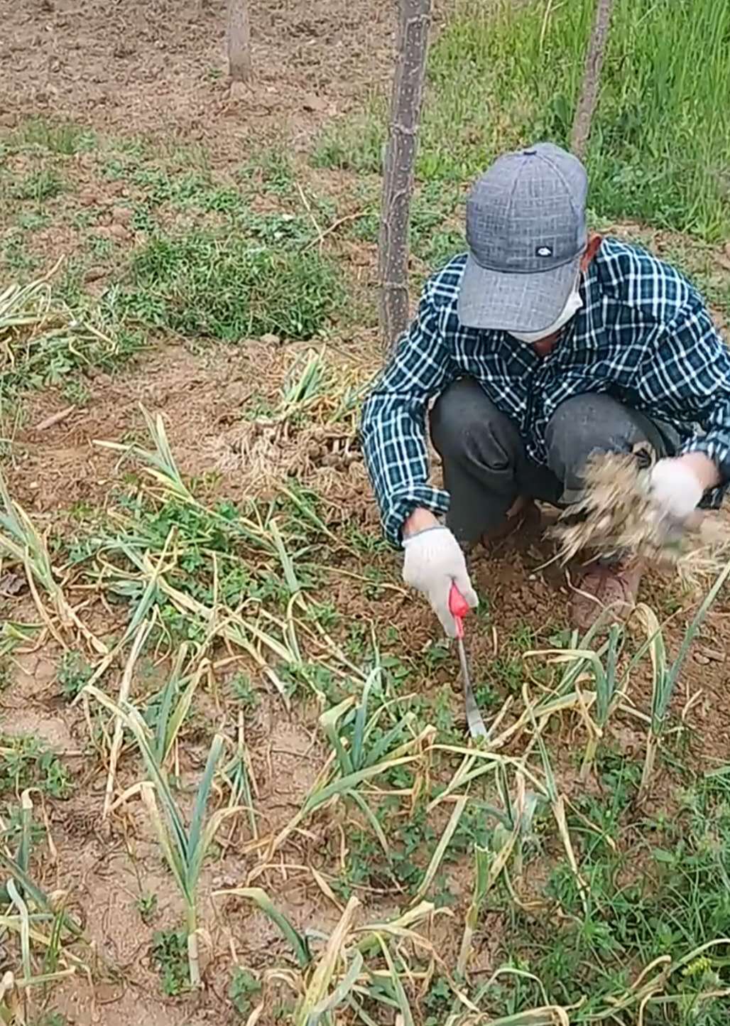 大蒜最佳采摘时间,大蒜最容易的采收法