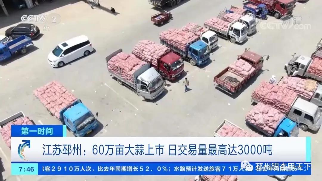 央视：邳州大蒜减产不减收，价格上涨近9成