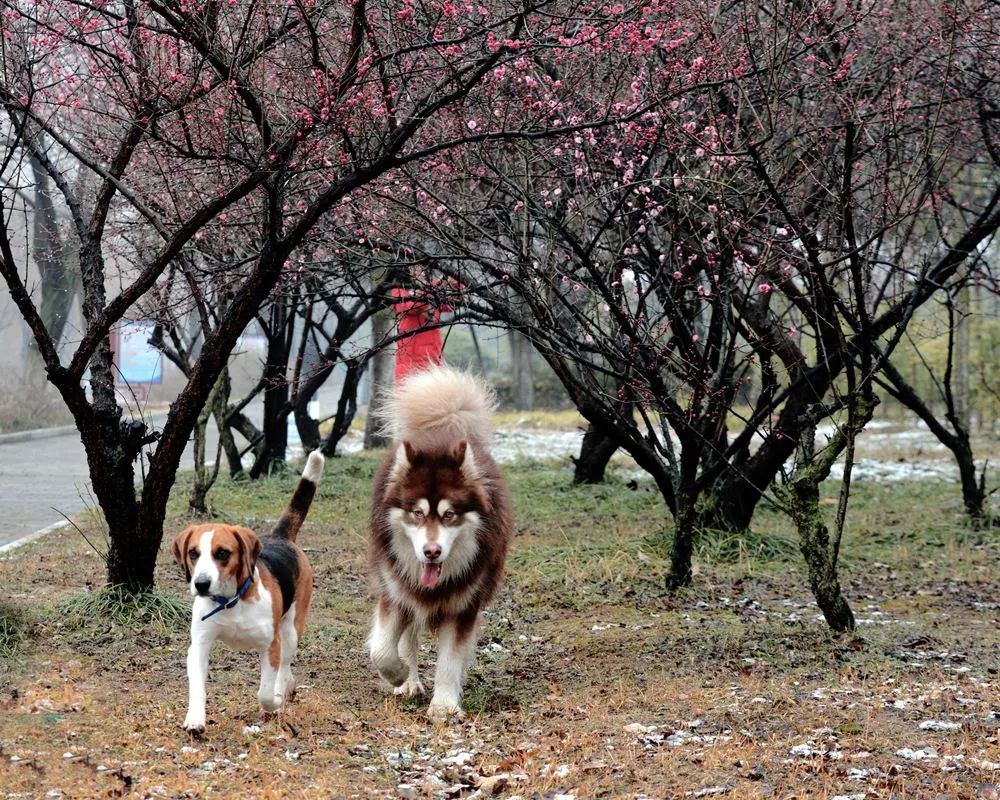 狗狗出门太活跃了怎么办,怎么防止狗狗过度兴奋